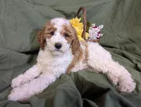 Gigi, a female Poodle - Toy  and Poodle - Standard  for sale in Spencerville, IN – Photo 3 of 9