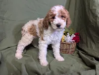 Gigi, a female Poodle - Toy  and Poodle - Standard  for sale in Spencerville, IN – Photo 8 of 9
