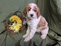 Gigi, a female Poodle - Toy  and Poodle - Standard  for sale in Spencerville, IN – Photo 9 of 9