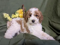 Gigi, a female Poodle - Toy  and Poodle - Standard  for sale in Spencerville, IN – Photo 1 of 9