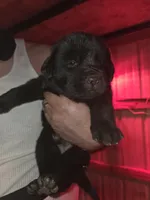 Yellow, a female Tibetan Mastiff for sale in Yoder, CO – Photo 1 of 2