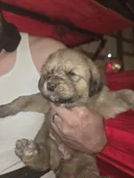 Purple, a female Tibetan Mastiff for sale in Yoder, CO – Photo 1 of 2