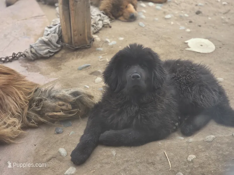 Freyja – Tibetan Mastiff puppy for sale in Yoder, CO