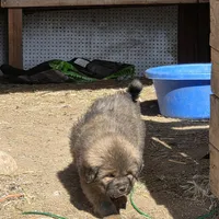 Orange, a male Tibetan Mastiff for sale in Yoder, CO – Photo 1 of 4