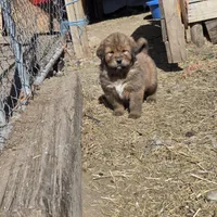 Blue, a male Tibetan Mastiff for sale in Yoder, CO – Photo 7 of 7