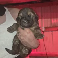 Orange, a male Tibetan Mastiff for sale in Yoder, CO – Photo 2 of 4