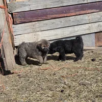 Orange, a male Tibetan Mastiff for sale in Yoder, CO – Photo 4 of 4