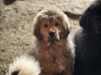 Orange, a male Tibetan Mastiff for sale in Yoder, CO – 1 of 5