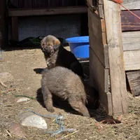 Orange, a male Tibetan Mastiff for sale in Yoder, CO – Photo 3 of 4