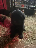 Yellow, a female Tibetan Mastiff for sale in Yoder, CO – Photo 2 of 2