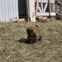 Blue, a male Tibetan Mastiff for sale in Yoder, CO – Photo 6 of 7