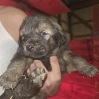 Blue, a male Tibetan Mastiff for sale in Yoder, CO – Photo 2 of 7