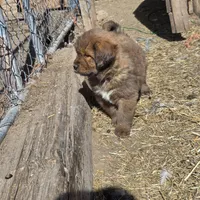 Blue, a male Tibetan Mastiff for sale in Yoder, CO – Photo 4 of 7