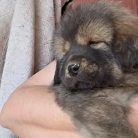 Blue, a male Tibetan Mastiff for sale in Yoder, CO – Photo 1 of 7