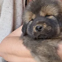 Blue, a male Tibetan Mastiff for sale in Yoder, CO – Photo 3 of 7