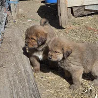 Blue, a male Tibetan Mastiff for sale in Yoder, CO – Photo 5 of 7