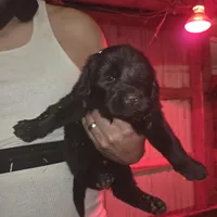 Green, a male Tibetan Mastiff for sale in Yoder, CO – Photo 2 of 3