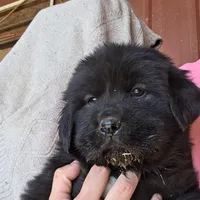 Green, a male Tibetan Mastiff for sale in Yoder, CO – Photo 1 of 3