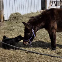 Green, a male Tibetan Mastiff for sale in Yoder, CO – Photo 3 of 3