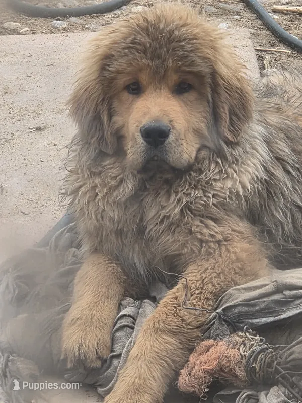 Orange – Tibetan Mastiff puppy for sale in Yoder, CO