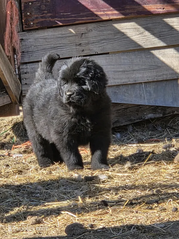Freyja – Tibetan Mastiff puppy for sale in Yoder, CO