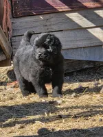 Freyja, a female Tibetan Mastiff for sale in Yoder, CO – Photo 1 of 3