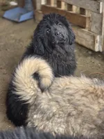 Freyja, a female Tibetan Mastiff for sale in Yoder, CO – 5 of 5