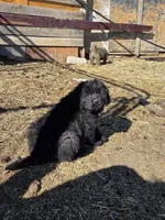 Freyja, a female Tibetan Mastiff for sale in Yoder, CO – Photo 2 of 3