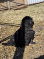 Freyja, a female Tibetan Mastiff for sale in Yoder, CO – Photo 3 of 3