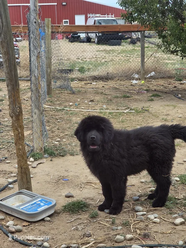 Freyja – Tibetan Mastiff puppy for sale in Yoder, CO