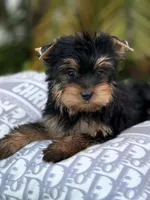 Max, a male Yorkshire Terrier for sale in Tampa, FL – 2 of 4