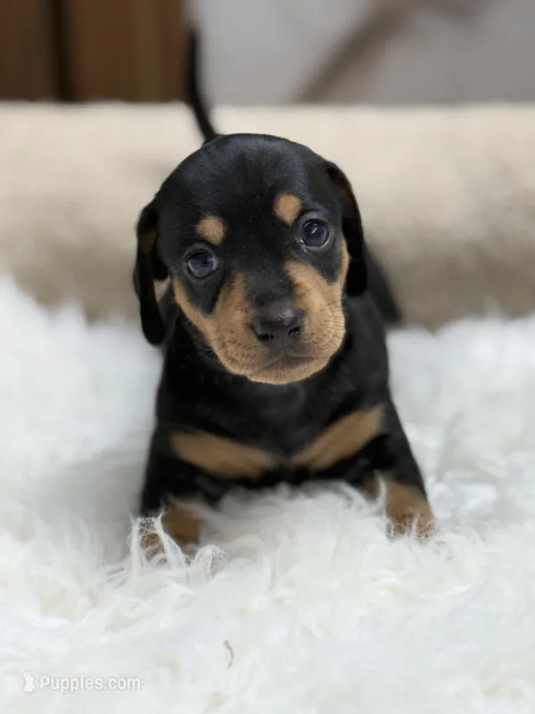 Mila – Miniature Dachshund puppy for sale in Tampa, FL
