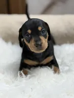 Mila, a female Miniature Dachshund for sale in Tampa, FL – 1 of 3