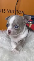 Leo , a male Chihuahua for sale in Tampa, FL – 3 of 8