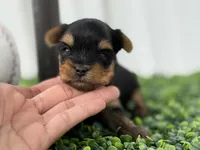 Luca, a male Yorkshire Terrier for sale in Tampa, FL – Photo 2 of 6