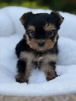 Luca tea cup Russian 🩸 , a male Yorkshire Terrier for sale in Tampa, FL – Photo 2 of 10