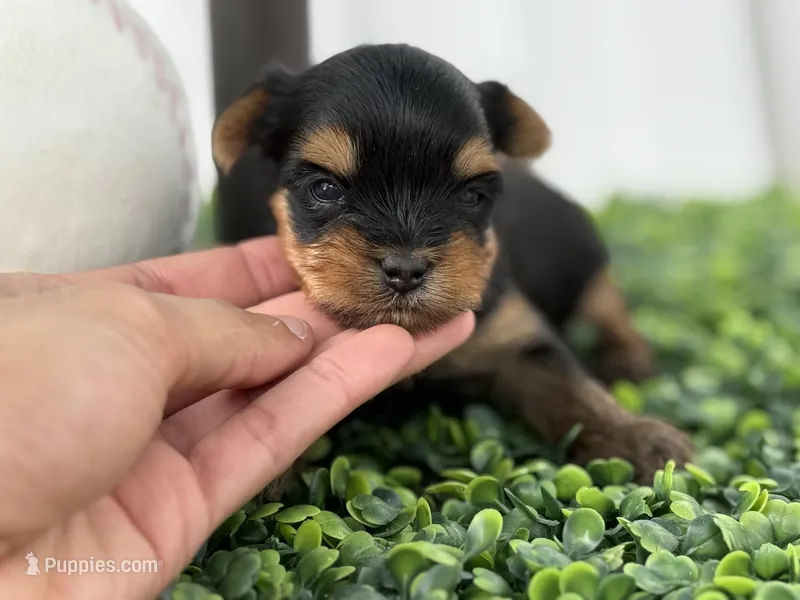 Luca, a male Yorkshire Terrier for sale in Tampa, FL – Photo 1 of 6