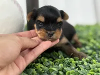 Luca, a male Yorkshire Terrier for sale in Tampa, FL – Photo 1 of 6