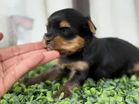 Luca, a male Yorkshire Terrier for sale in Tampa, FL – Photo 4 of 6