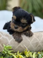 Luca tea cup Russian 🩸 , a male Yorkshire Terrier for sale in Tampa, FL – Photo 3 of 10