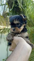 Luca tea cup Russian 🩸 , a male Yorkshire Terrier for sale in Tampa, FL – Photo 4 of 10
