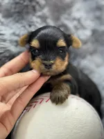 Luca, a male Yorkshire Terrier for sale in Tampa, FL – Photo 3 of 6