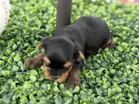 Luca, a male Yorkshire Terrier for sale in Tampa, FL – Photo 6 of 6