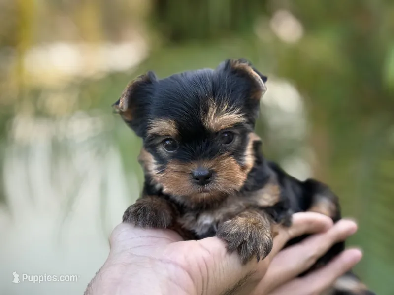 Luca tea cup Russian 🩸  – Yorkshire Terrier puppy for sale in Tampa, FL