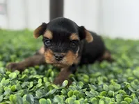 Luca, a male Yorkshire Terrier for sale in Tampa, FL – Photo 5 of 6