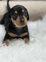 Mila, a female Miniature Dachshund for sale in Tampa, FL – 3 of 3