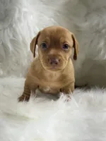 Luca , a male Miniature Dachshund for sale in Tampa, FL – 4 of 4