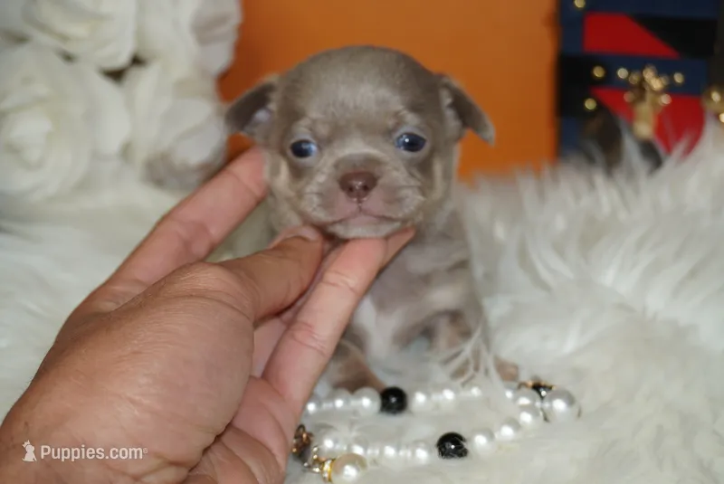 Bean  – Chihuahua puppy for sale in Tampa, FL