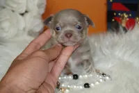 Bean , a male Chihuahua for sale in Tampa, FL – 1 of 5