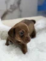 Mia, a female Miniature Dachshund for sale in Tampa, FL – 3 of 4